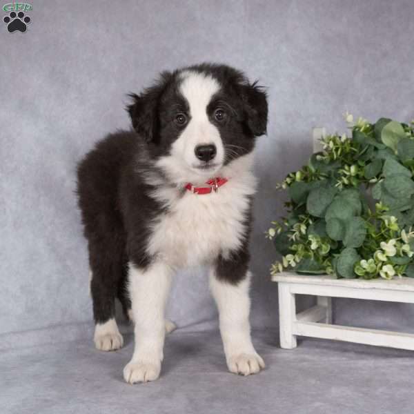 Buddy, Border Collie Puppy